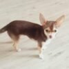 Chihuahua A Vendre