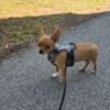 Chiot baloo