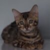 adorable chaton Bengal